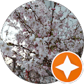 Blühende Kirschblüten unter klarem Himmel